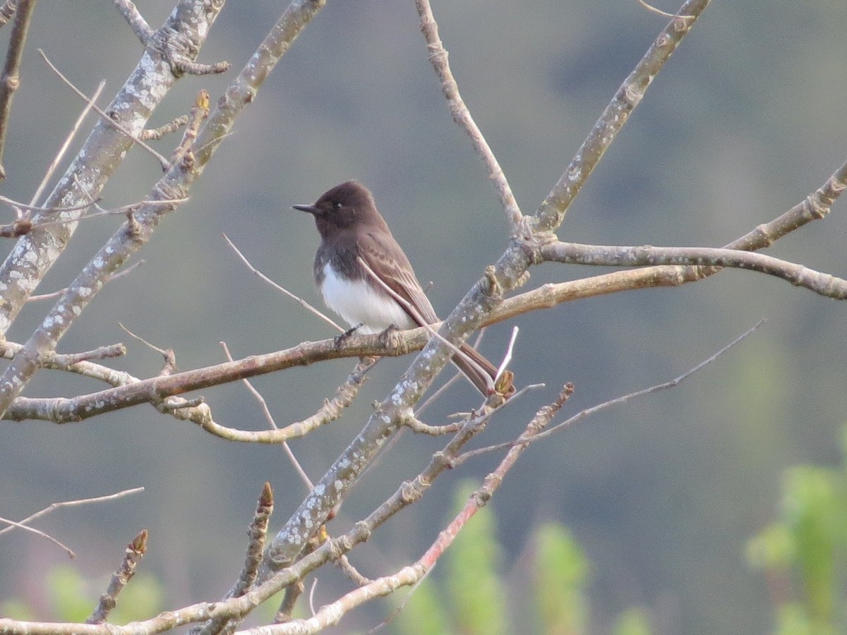 Black Phoebe - ML91839571