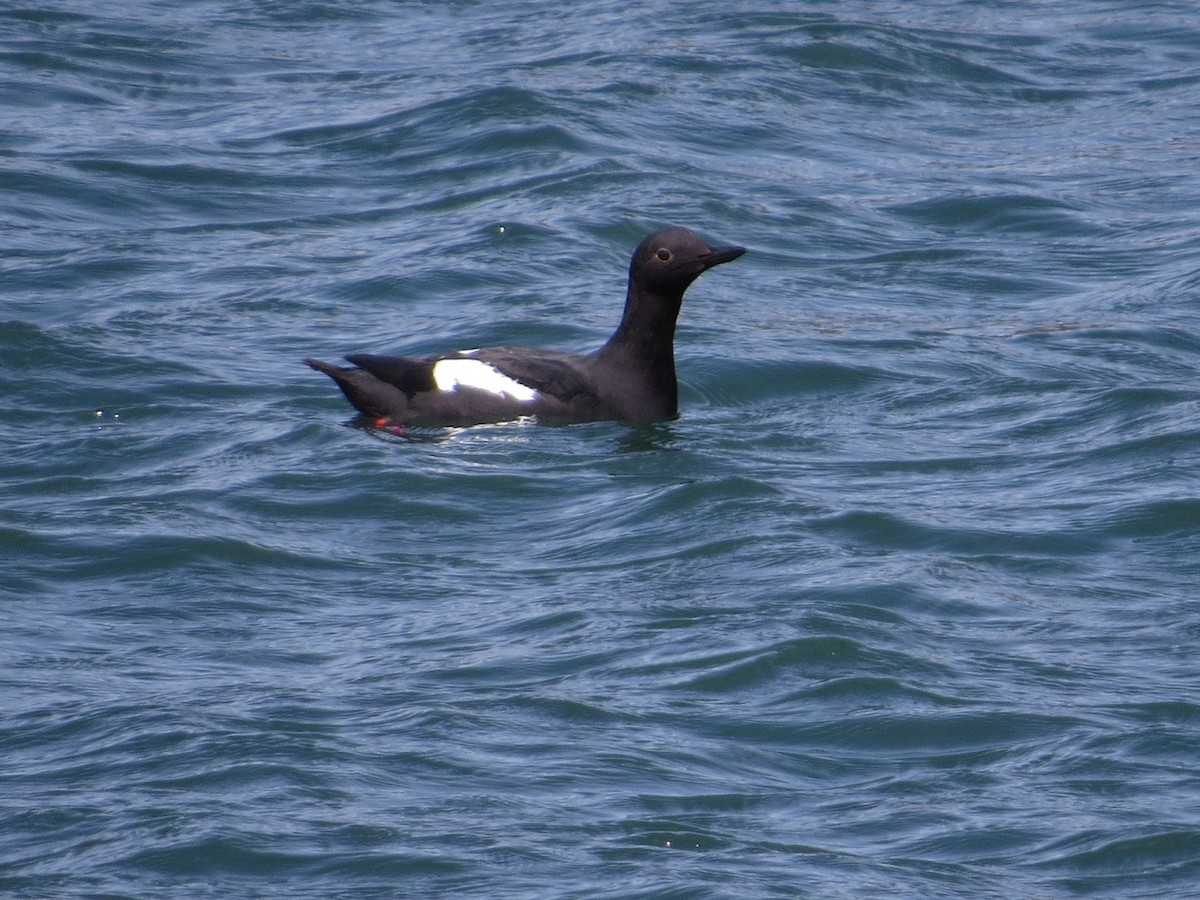 Pigeon Guillemot - Isaac  Denzer