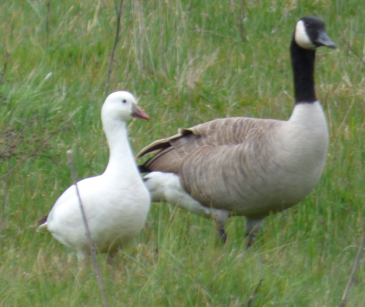 Ross's Goose - Eugene Prewitt