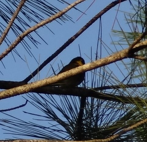 Cuban Grassquit - Burke Korol