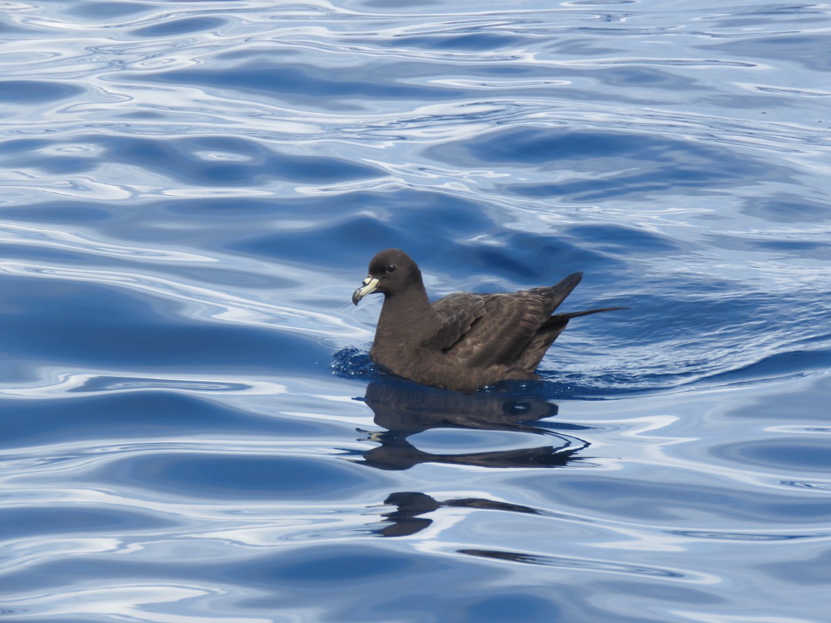 Schwarzsturmvogel - ML91848221