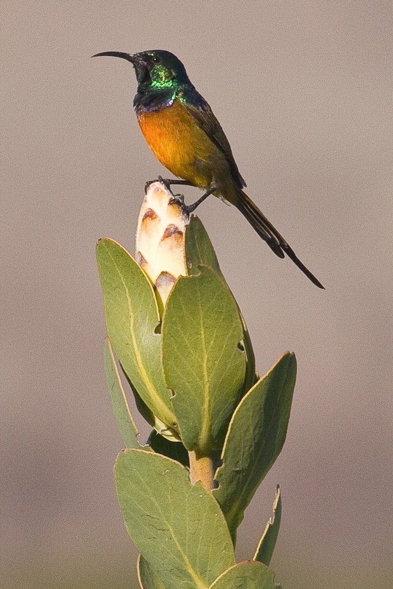 Orange-breasted Sunbird - Eric VanderWerf