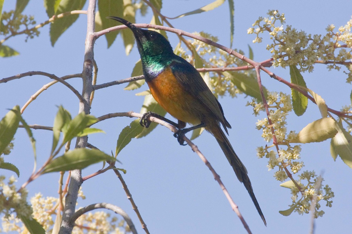 Orange-breasted Sunbird - Eric VanderWerf