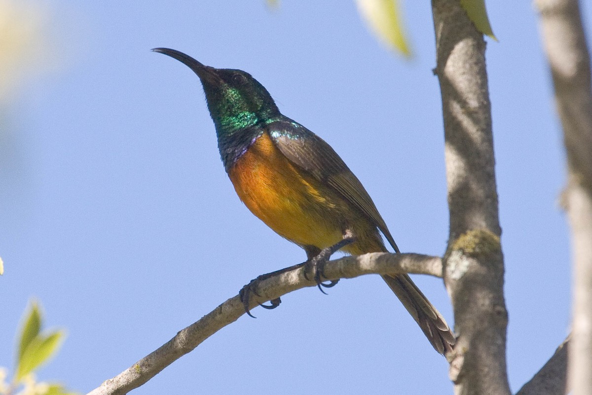 Orange-breasted Sunbird - Eric VanderWerf