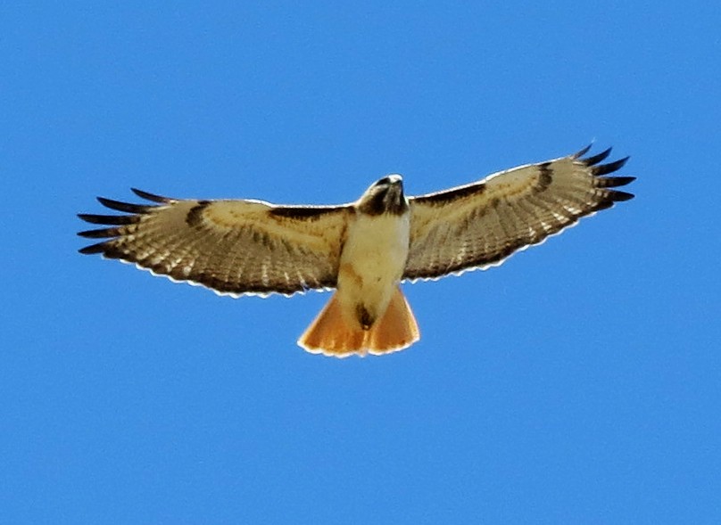 Red-tailed Hawk - Diane Drobka