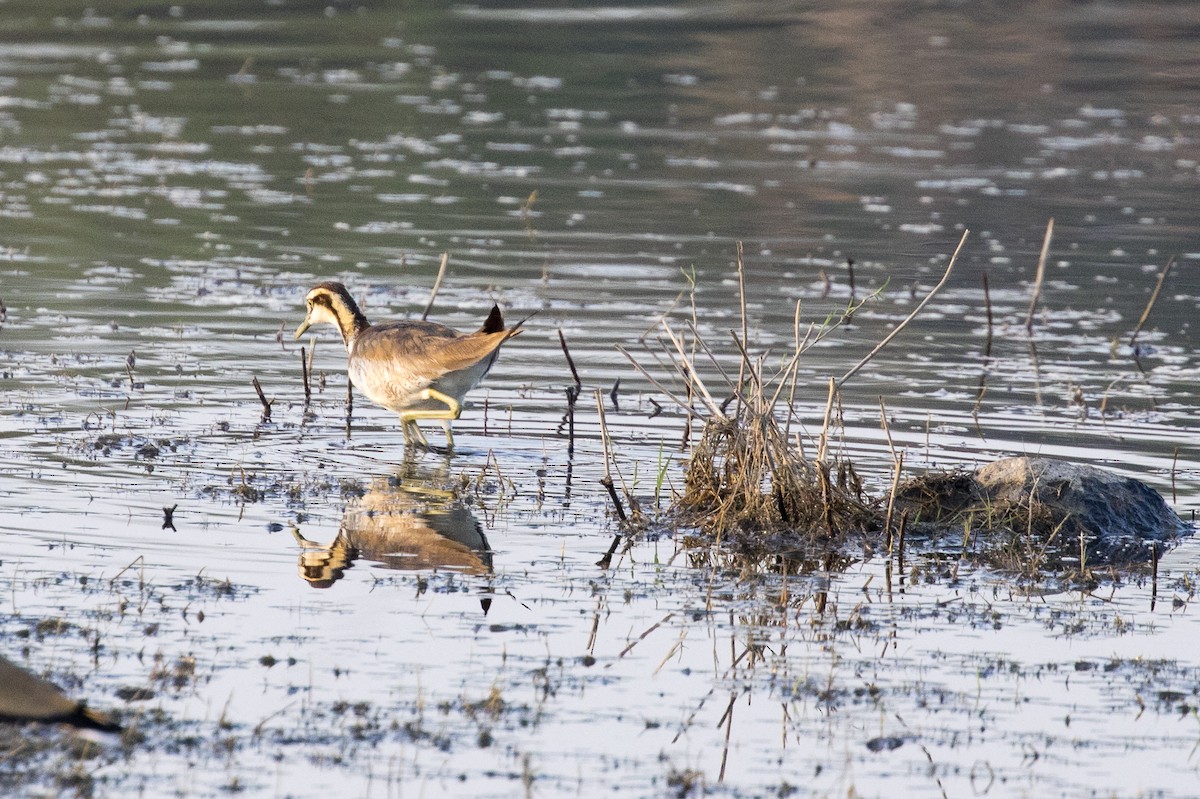 Pheasant-tailed Jacana - ML91849381