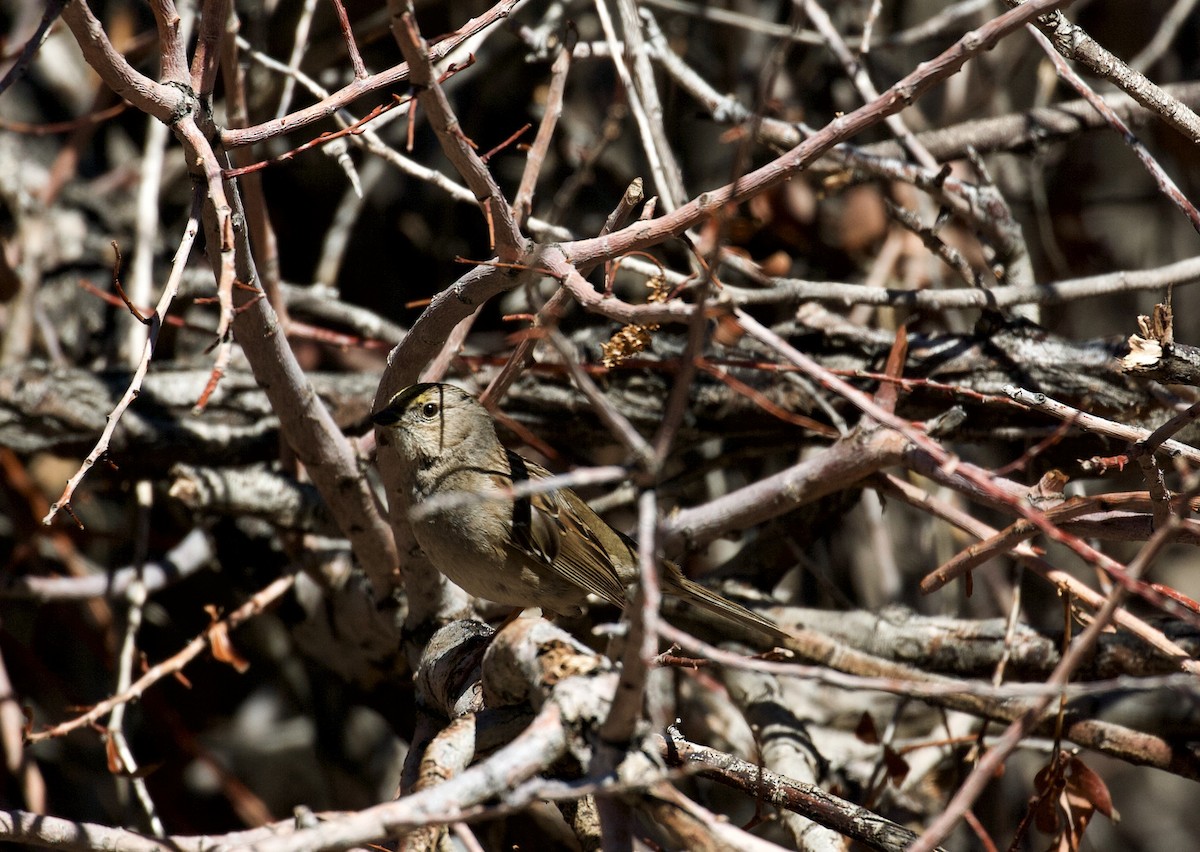 Golden-crowned Sparrow - ML91850311