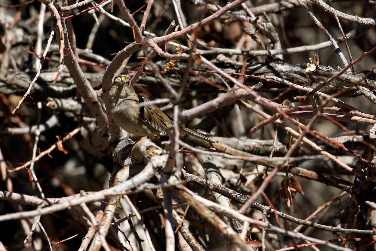 Golden-crowned Sparrow - ML91850321