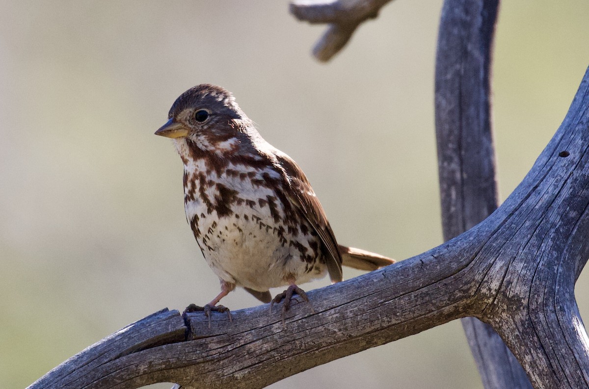 Fox Sparrow (Red) - ML91850361