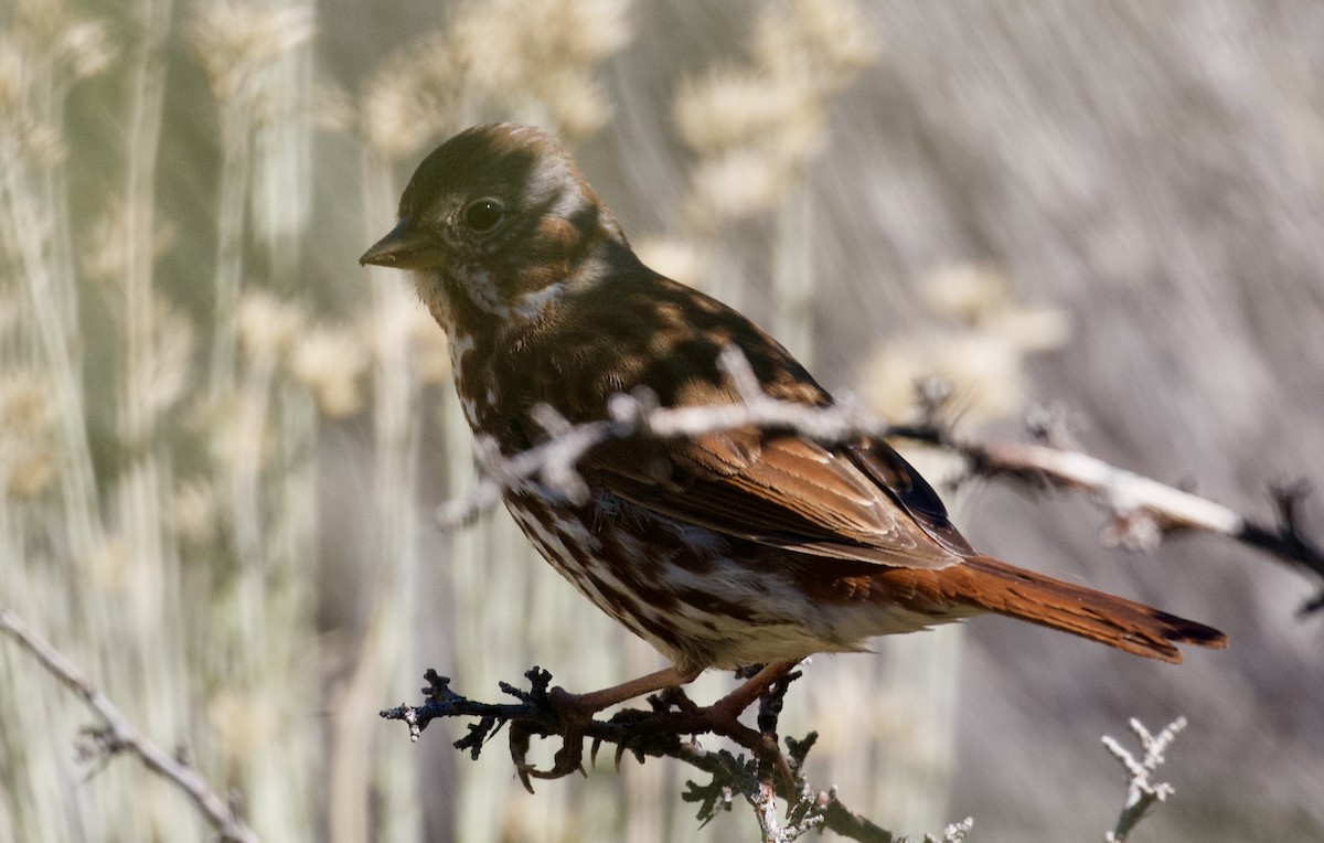 Fox Sparrow (Red) - ML91850371