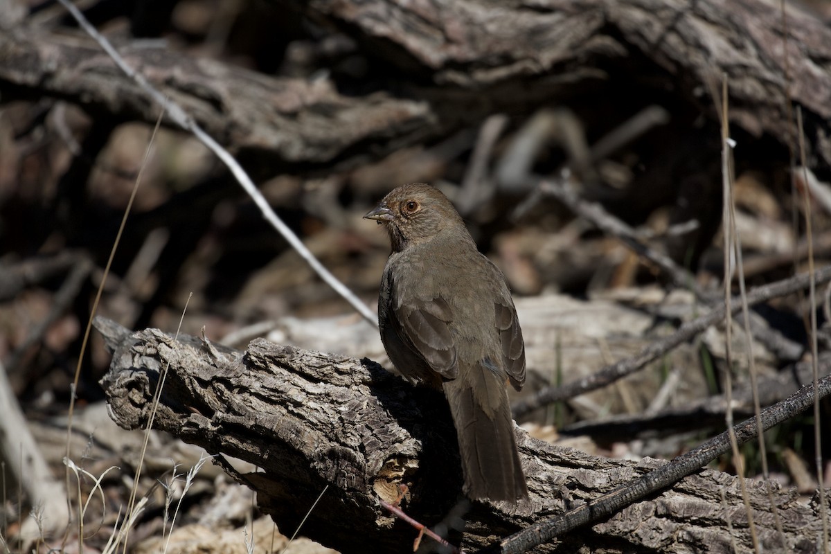 California Towhee - ML91850431