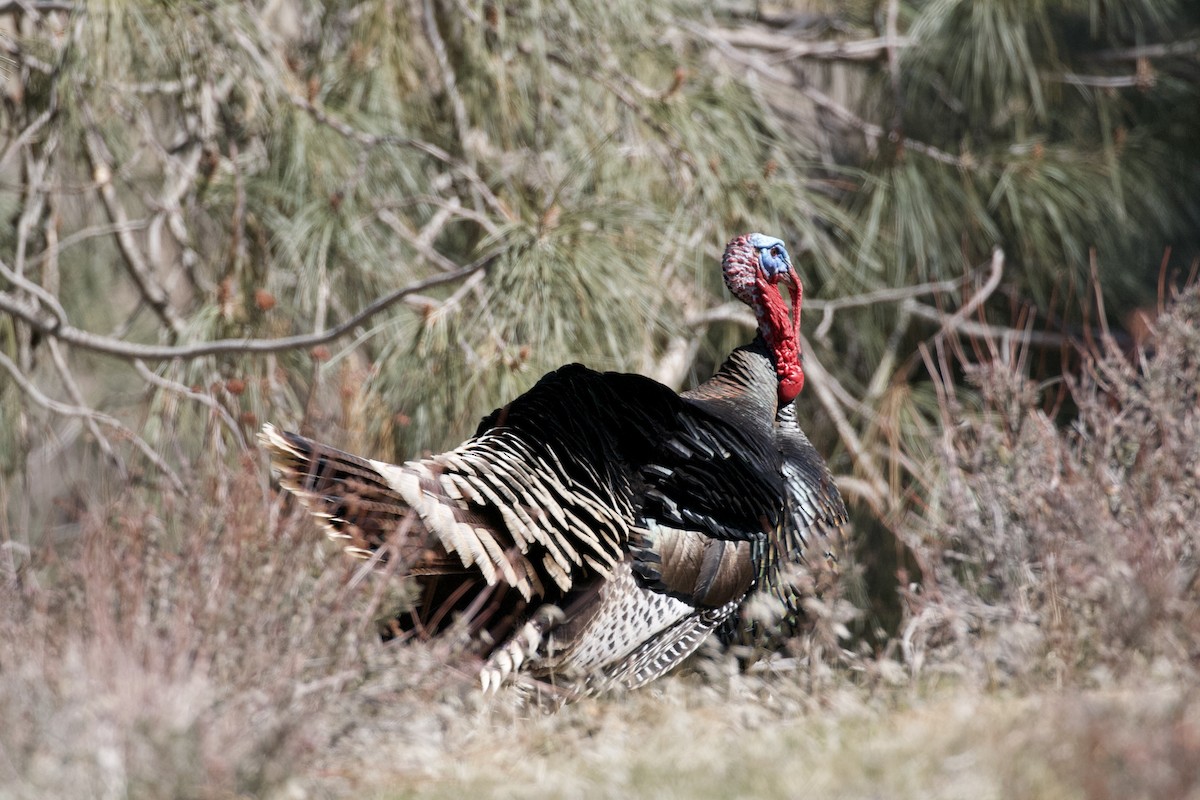 Wild Turkey - ML91850571