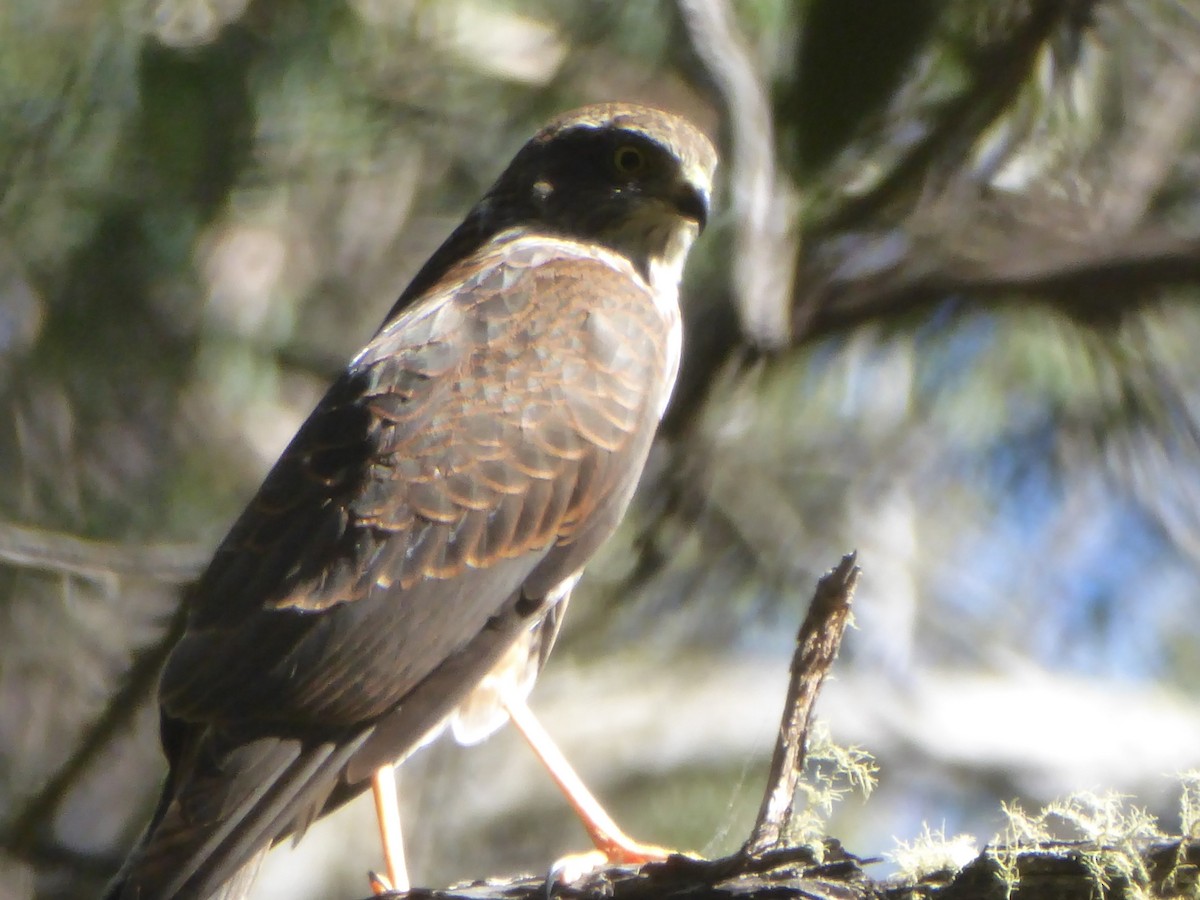 Collared Sparrowhawk - ML91850601