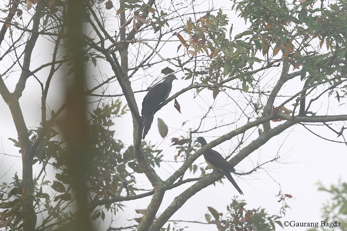 Barred Cuckoo-Dove - ML91850761