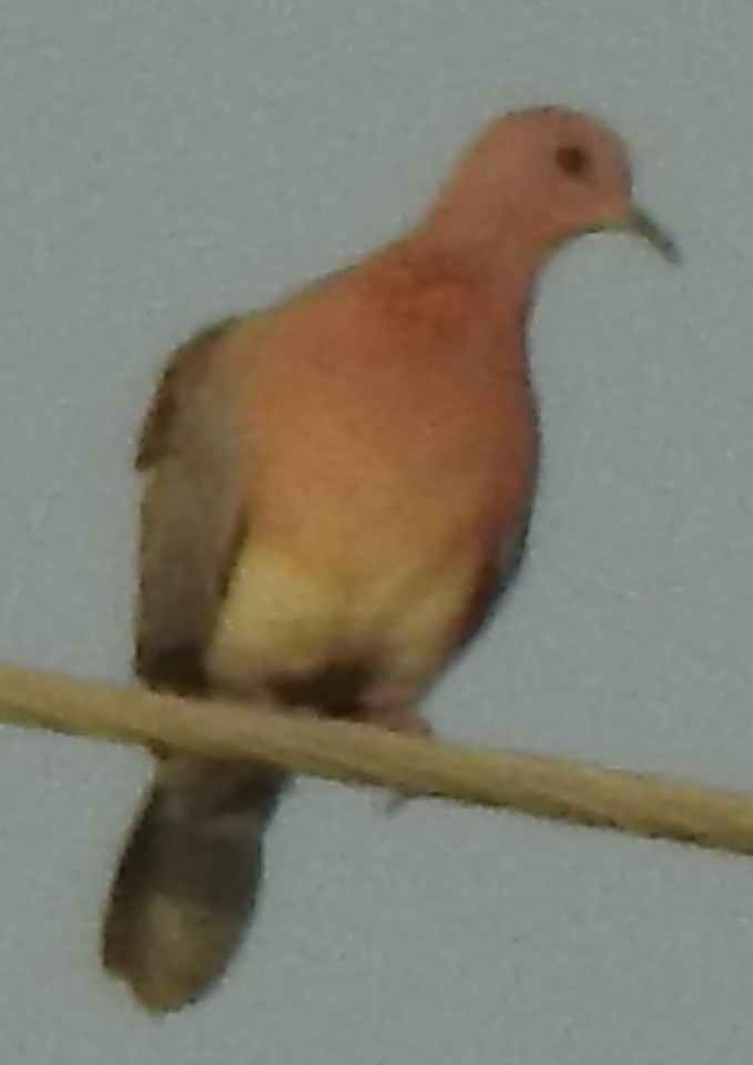 Laughing Dove - ML91851071