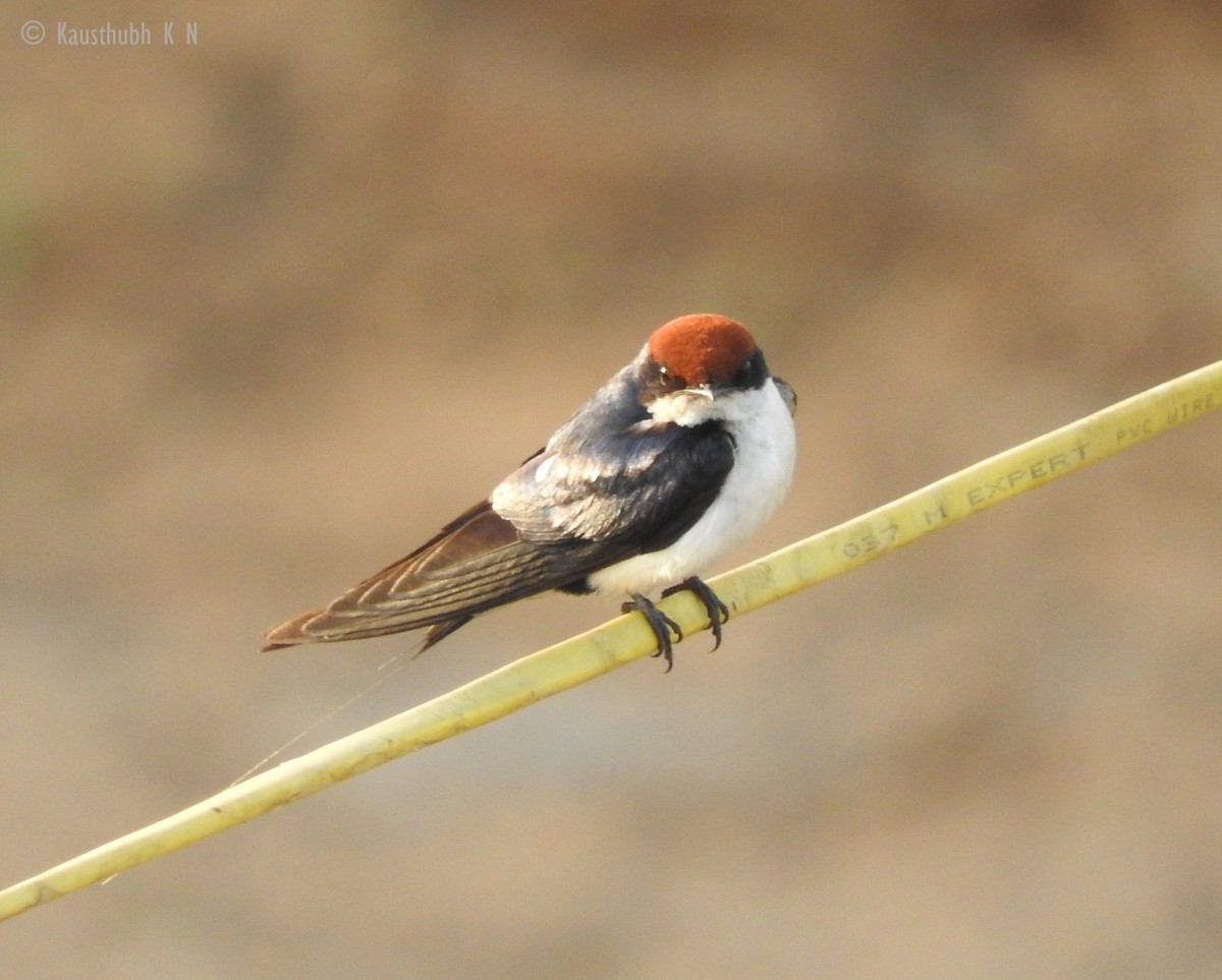 Wire-tailed Swallow - Kausthubh K Nair