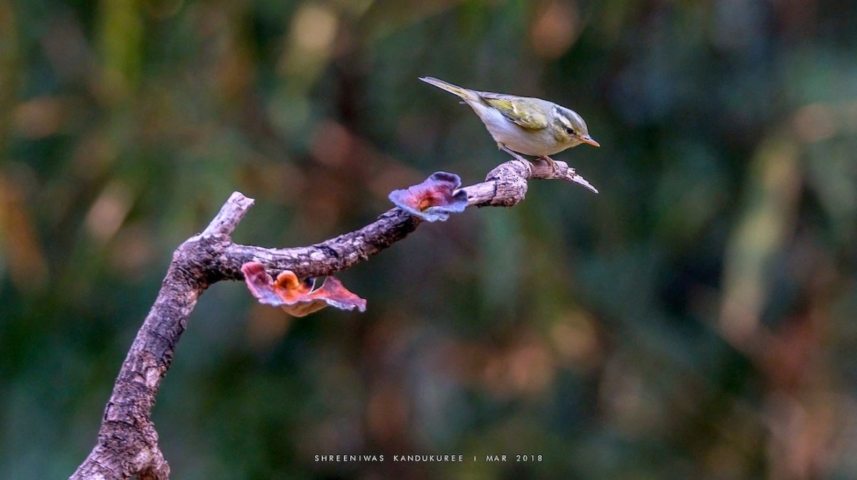 Mosquitero Occipital - ML91851511