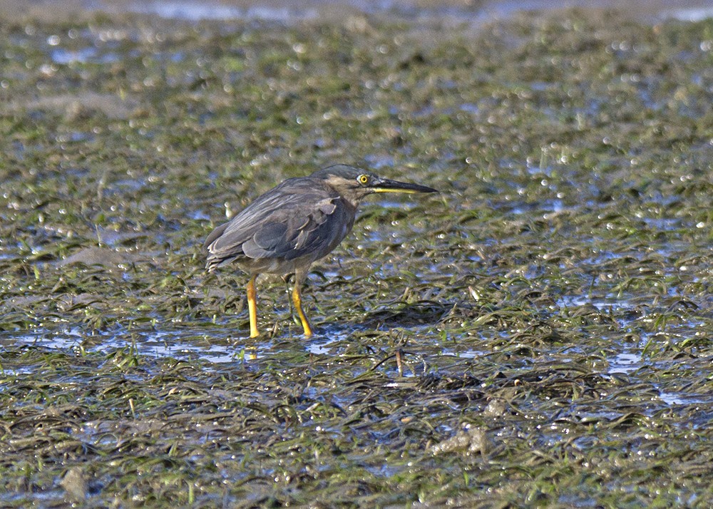 Striated Heron - ML91852871