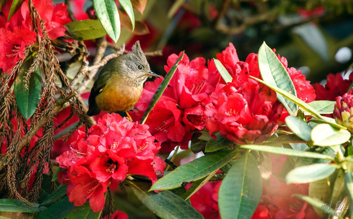 Stripe-throated Yuhina - ML91853181