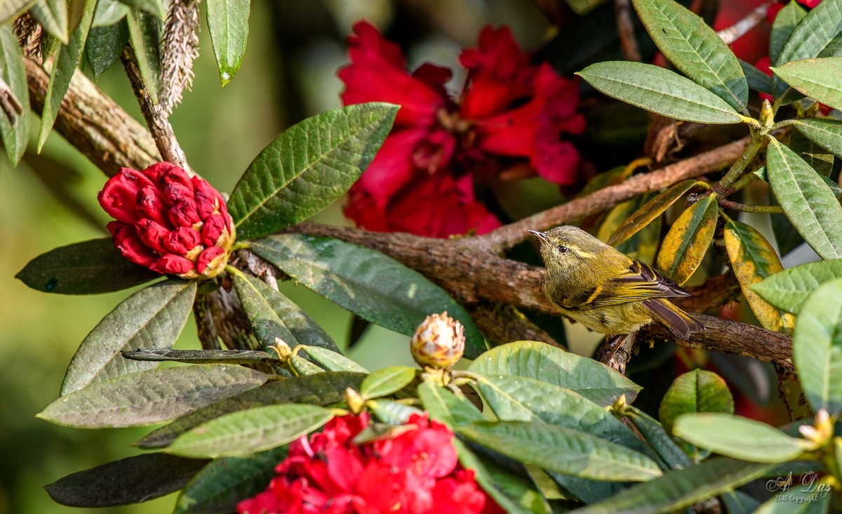 Buff-barred Warbler - Abhishek Das