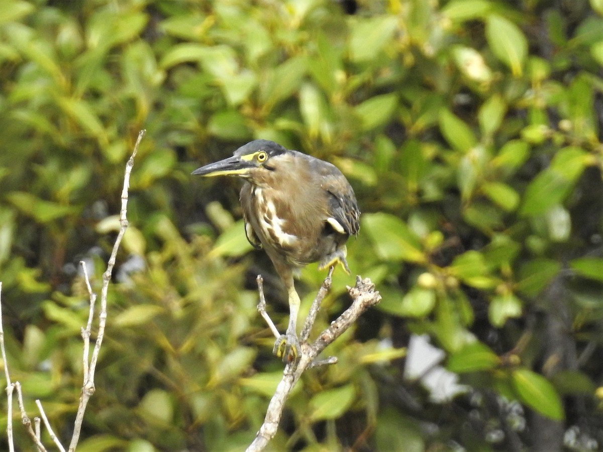 Striated Heron - ML91853461