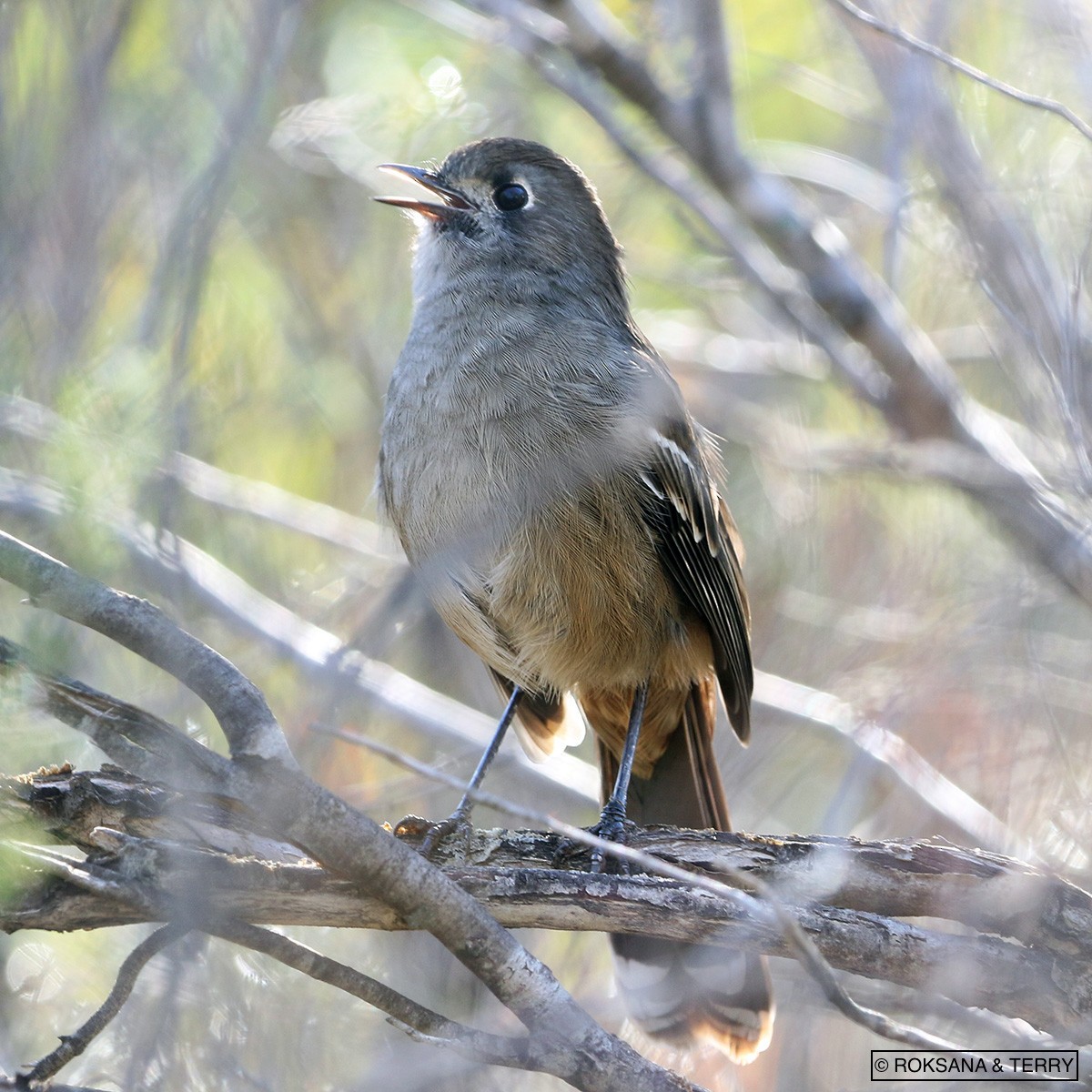 Southern Scrub-Robin - ML91854921