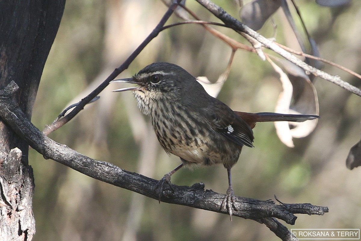 Shy Heathwren - ML91854941