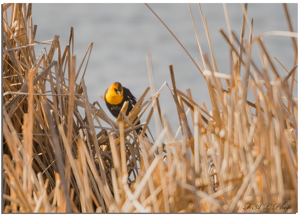 Yellow-headed Blackbird - ML91855401