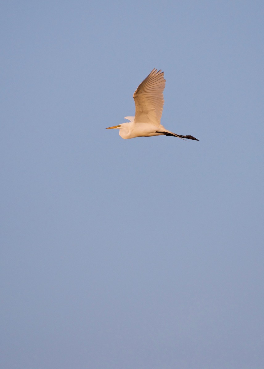 Great Egret - ML91855571