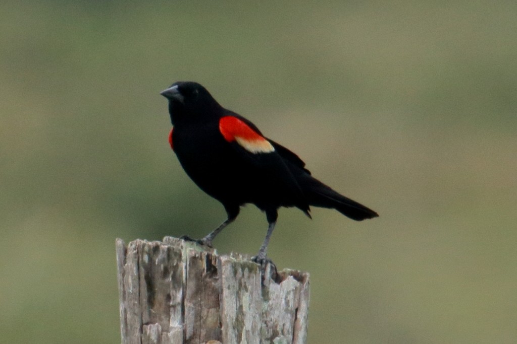 Red-winged Blackbird (Red-winged) - ML91857241