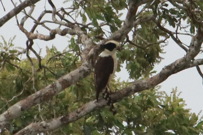 Laughing Falcon - ML91857301