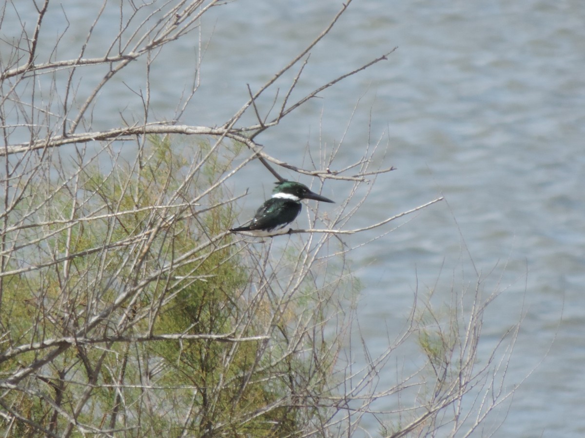 Amazon Kingfisher - ML91858791