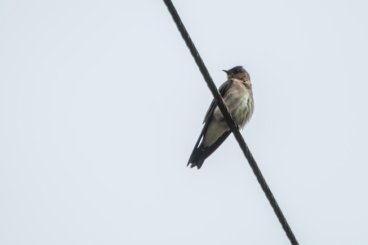 Southern Rough-winged Swallow - Ragupathy Kannan