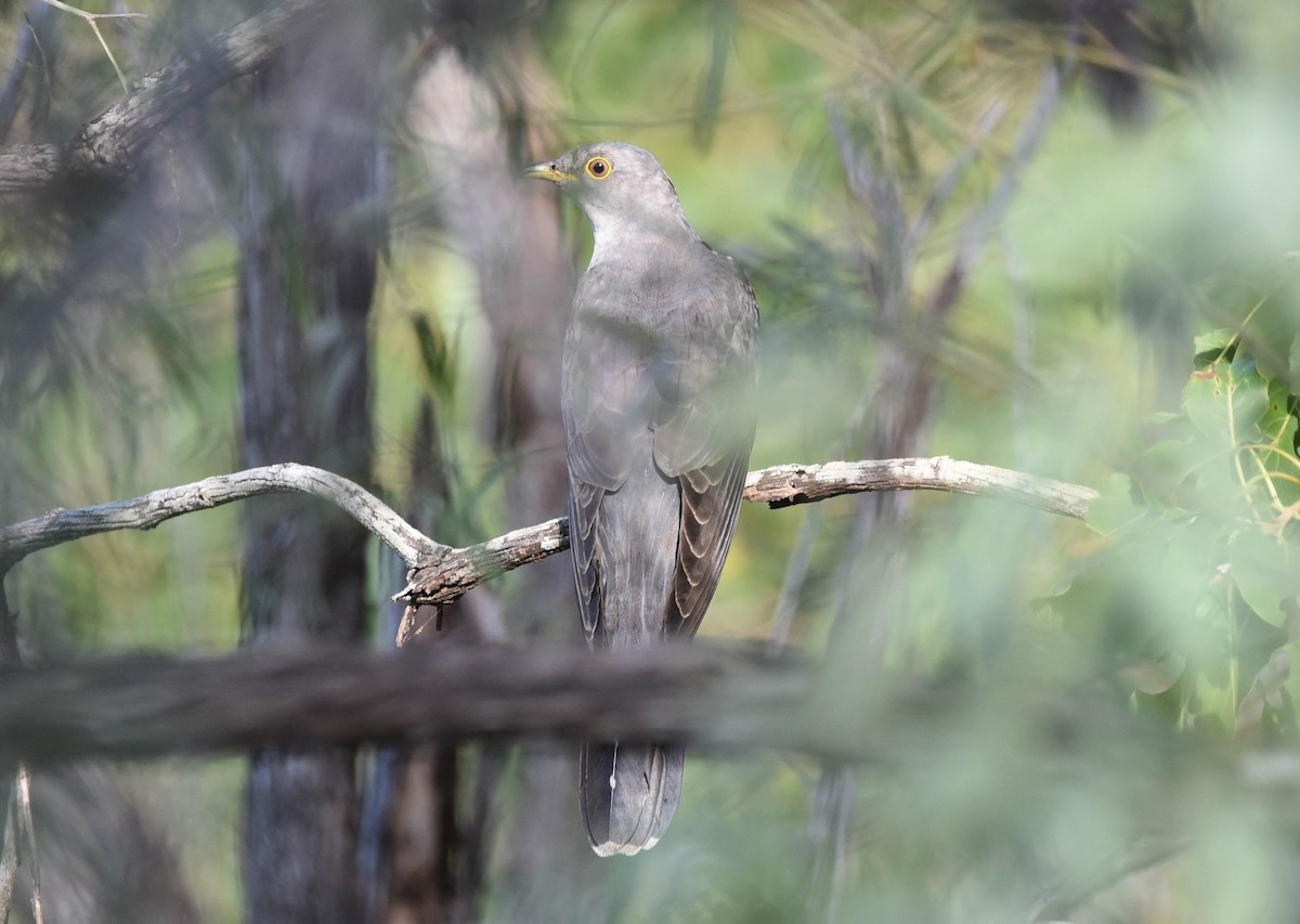 Oriental Cuckoo - ML91861021