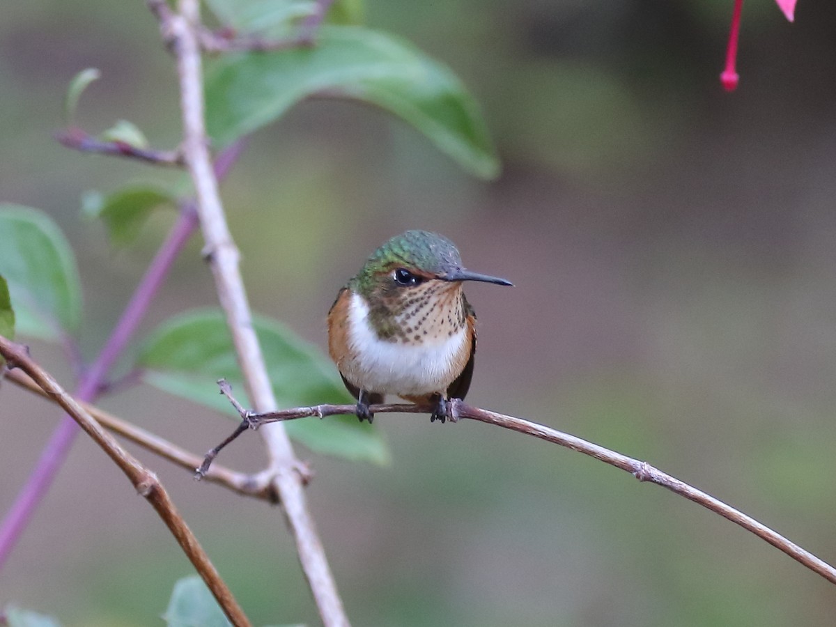 Scintillant Hummingbird - ML91861071