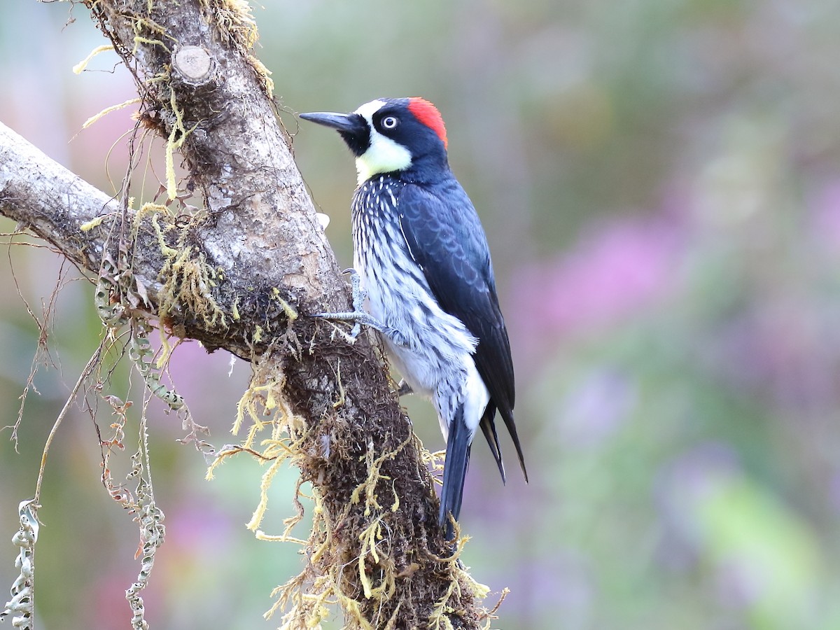 Acorn Woodpecker - ML91861121