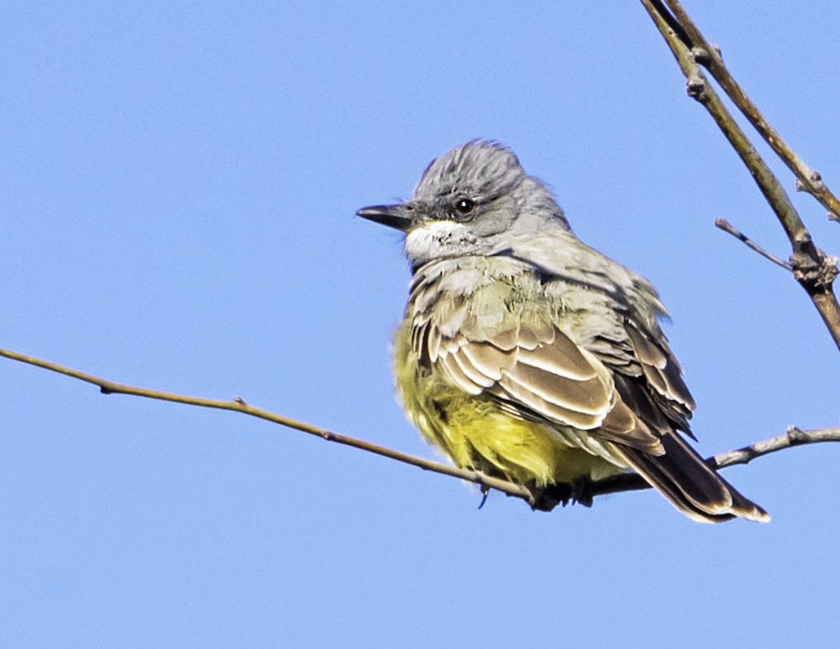 Cassin's Kingbird - james poling