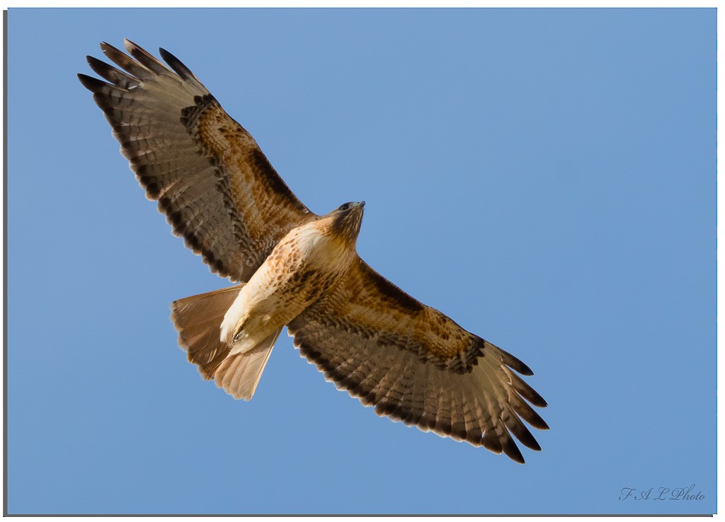 Red-tailed Hawk - ML91862181