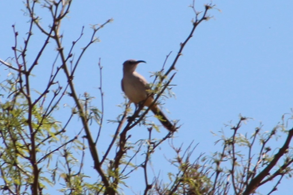 LeConte's Thrasher - ML91862631