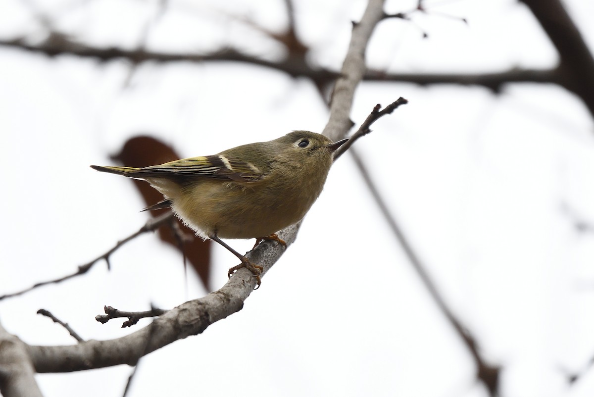 Ruby-crowned Kinglet - ML91862961