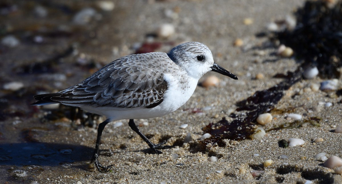 Bécasseau sanderling - ML91863181