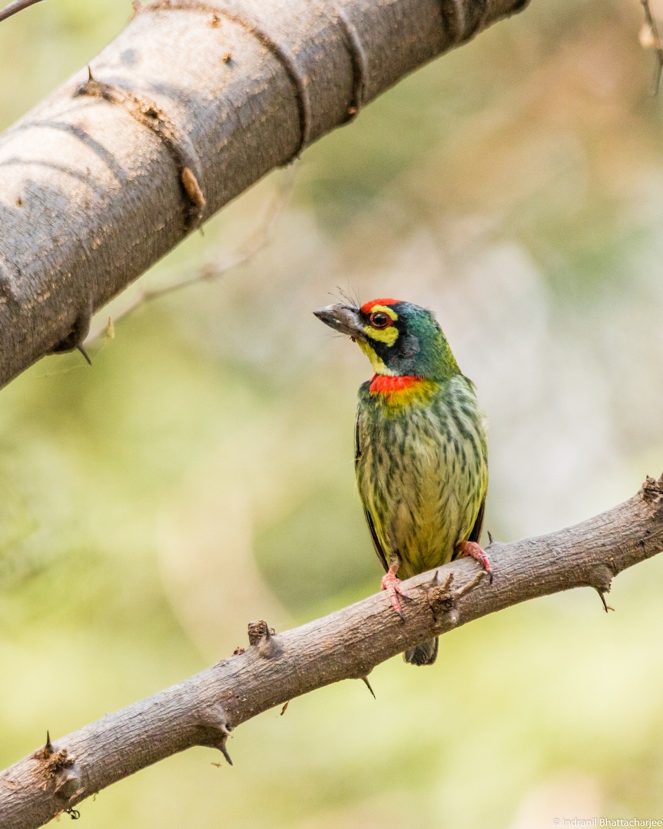 Coppersmith Barbet - Indranil Bhattacharjee