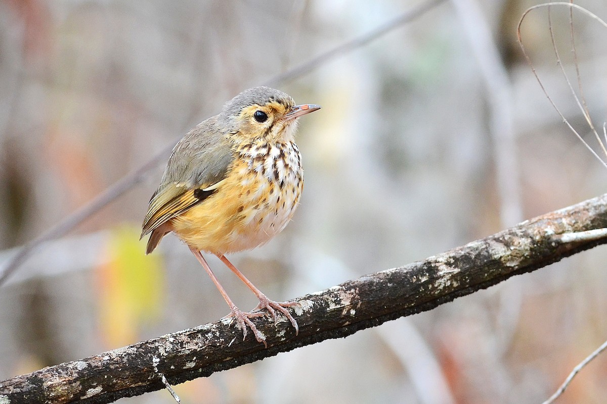 White-browed Antpitta - Bruno Rennó