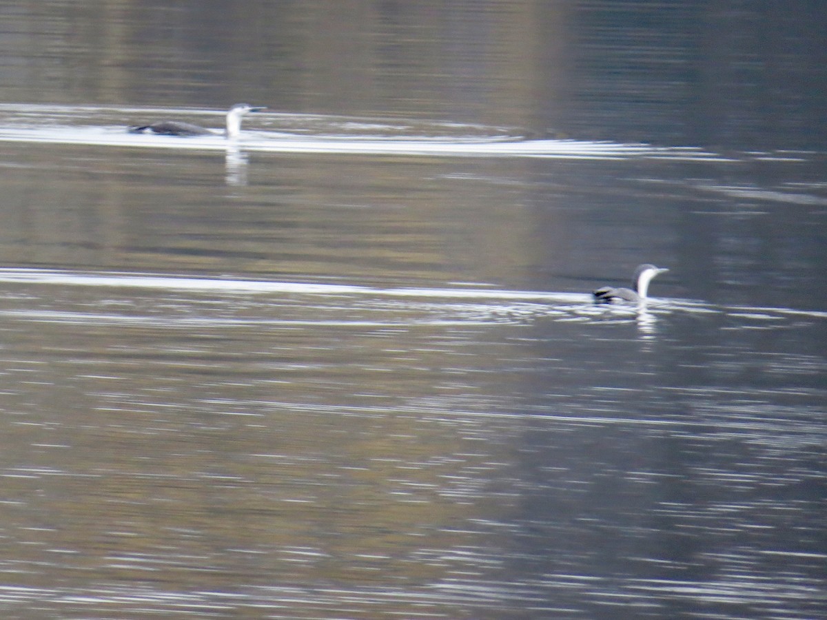 Red-throated Loon - ML91866641