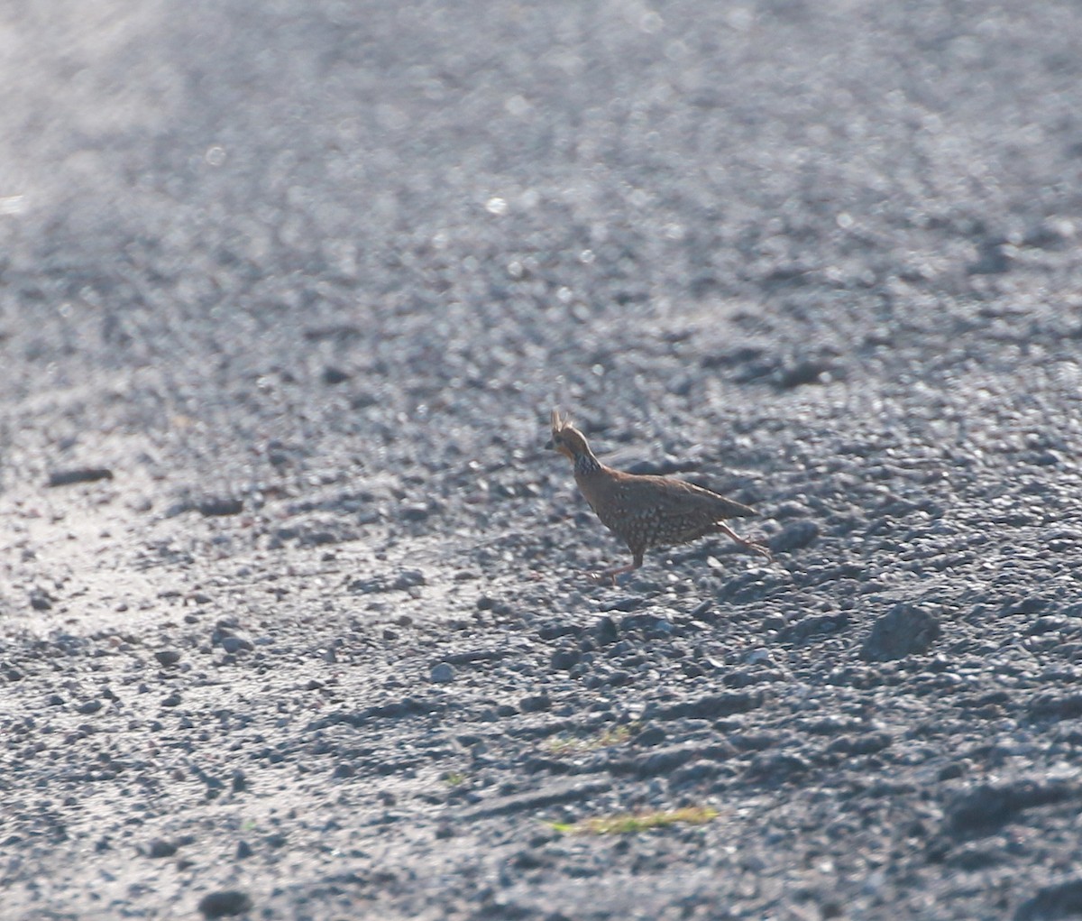 Crested Bobwhite - ML91868971