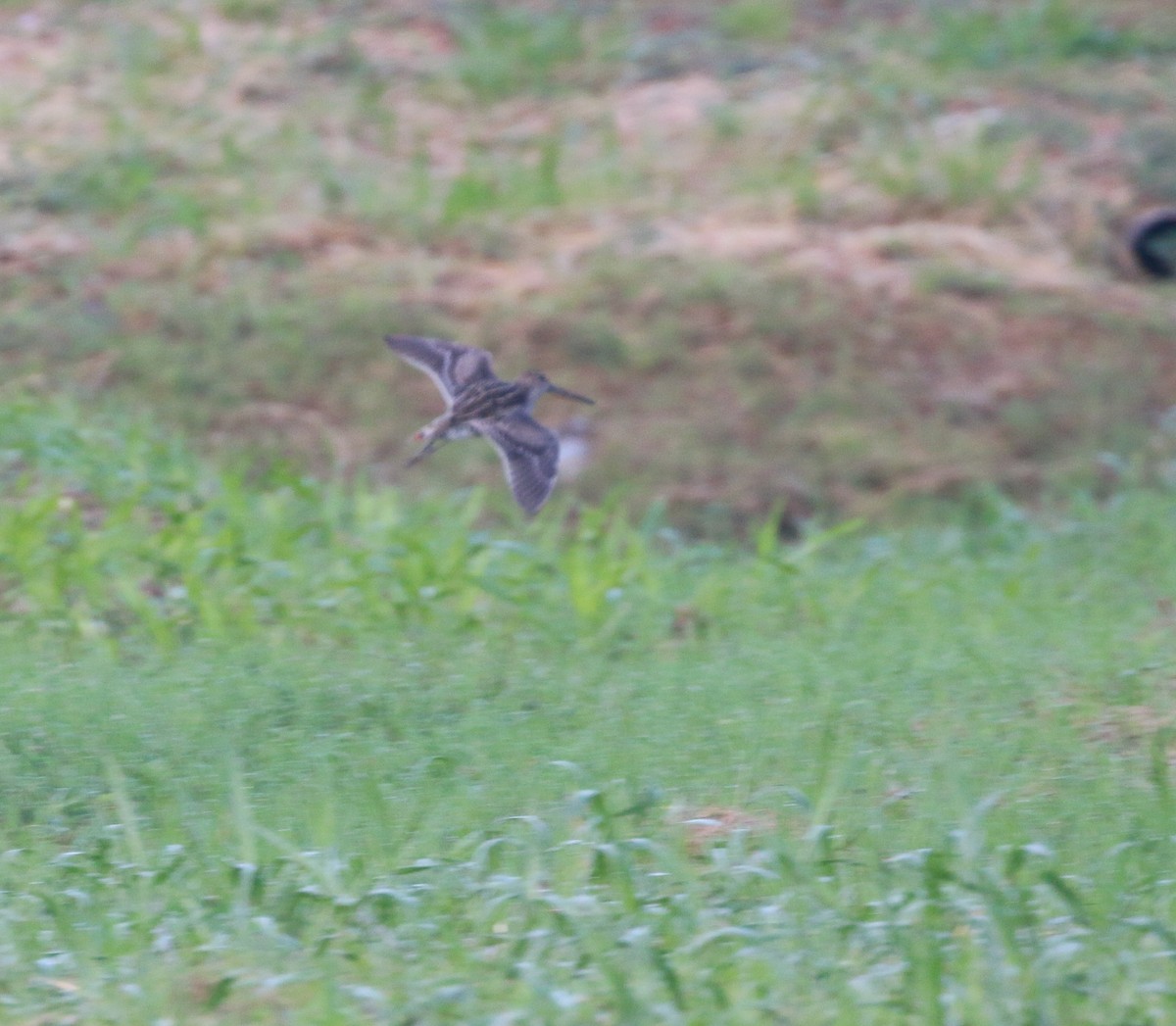 Pantanal Snipe - ML91869001