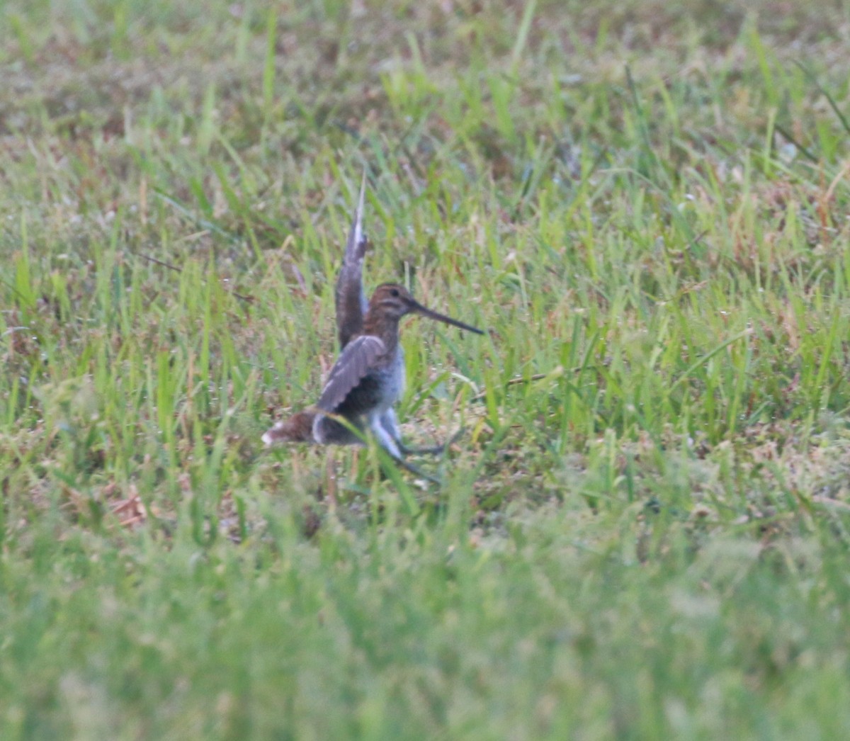 Pantanal Snipe - ML91869061