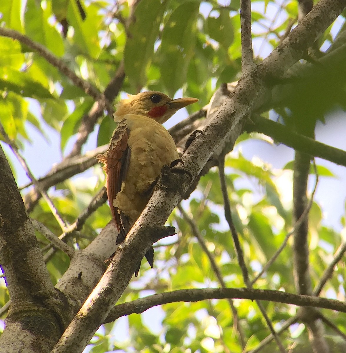 Cream-colored Woodpecker - ML91869241