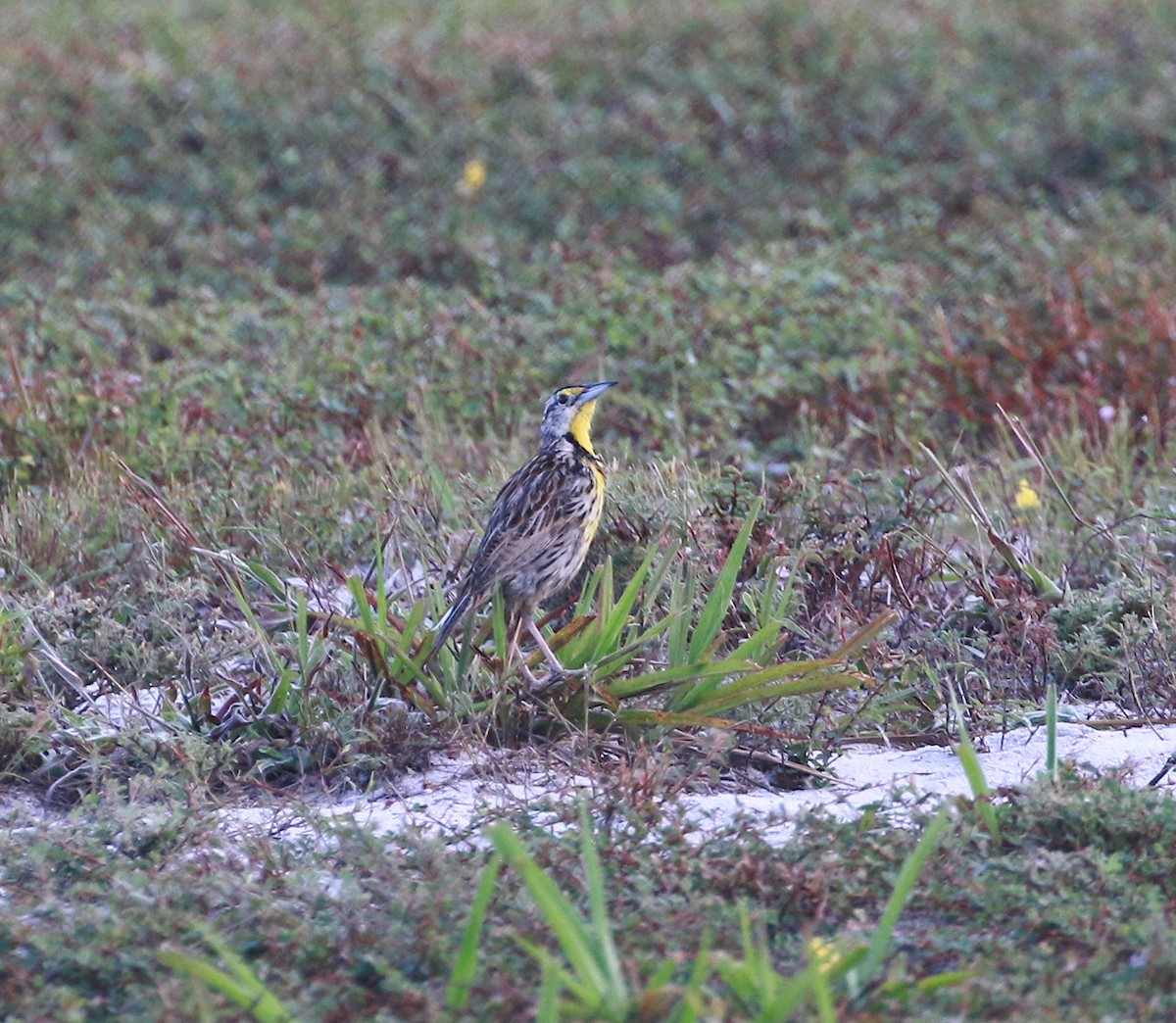 Eastern Meadowlark - ML91869481