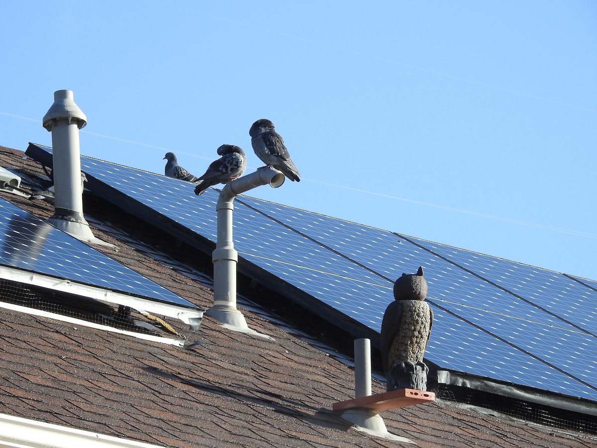 Pigeon biset (forme domestique) - ML91869911